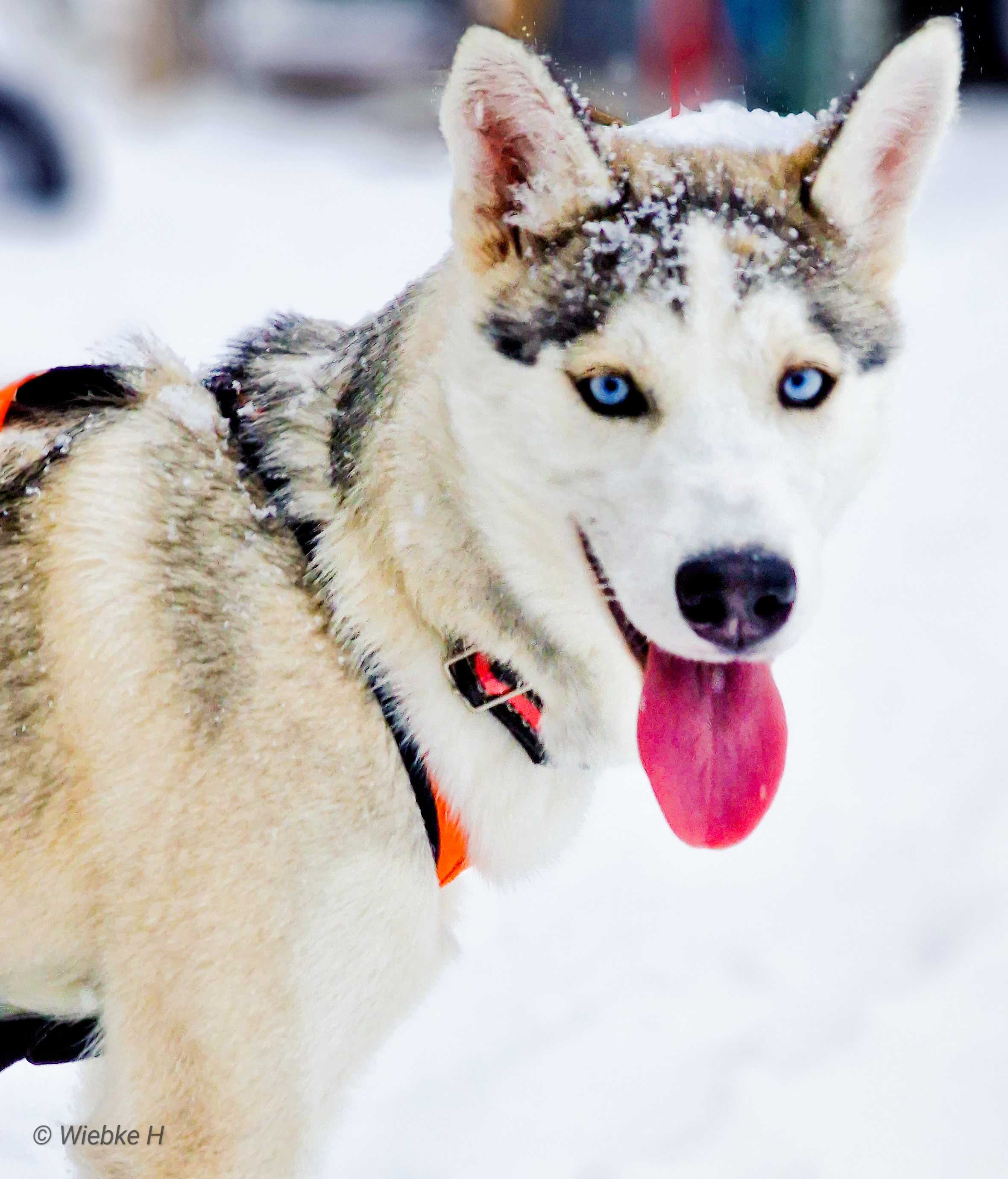 Active Siberians Atsanik Iluq Active Siberians Atsanik Iluq