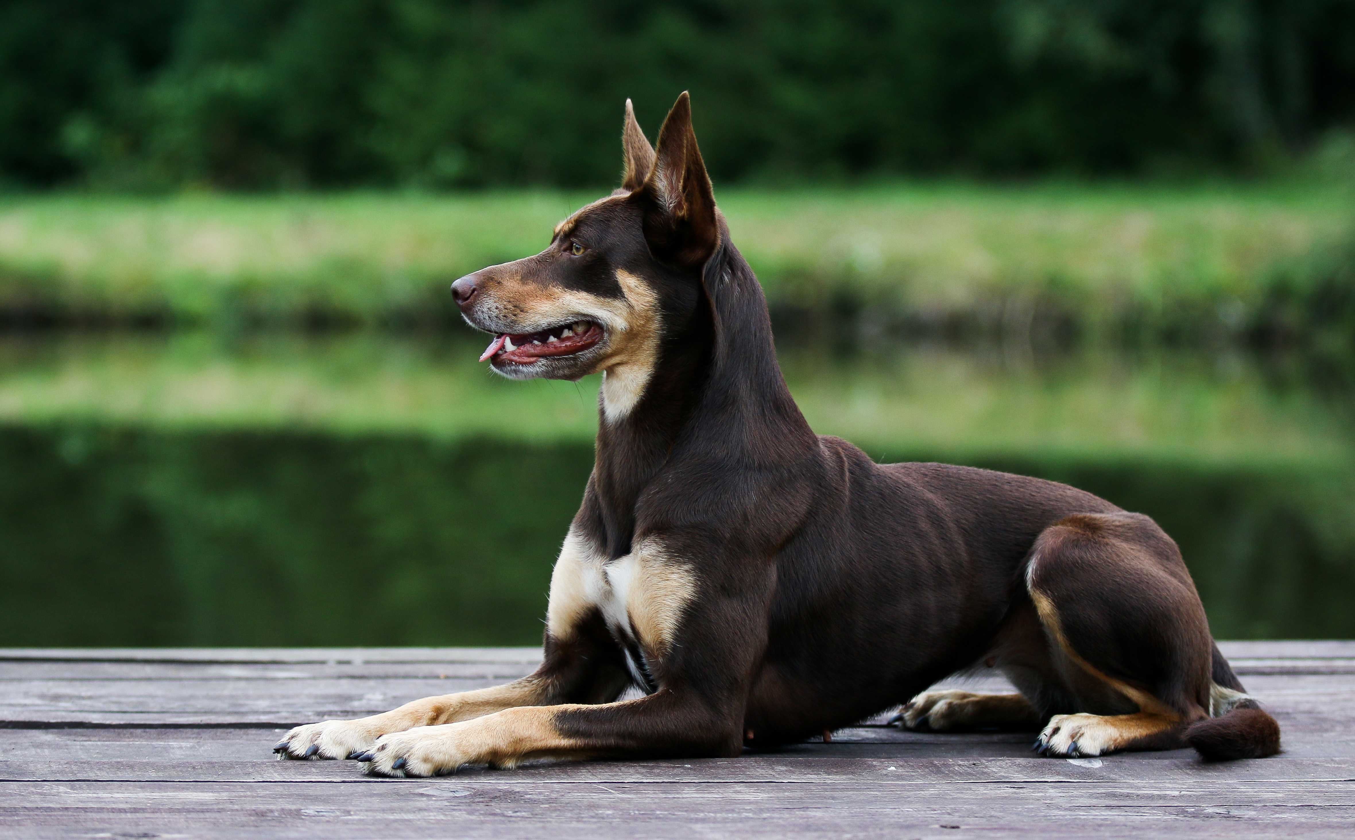 Australsk kelpie Australsk kelpie