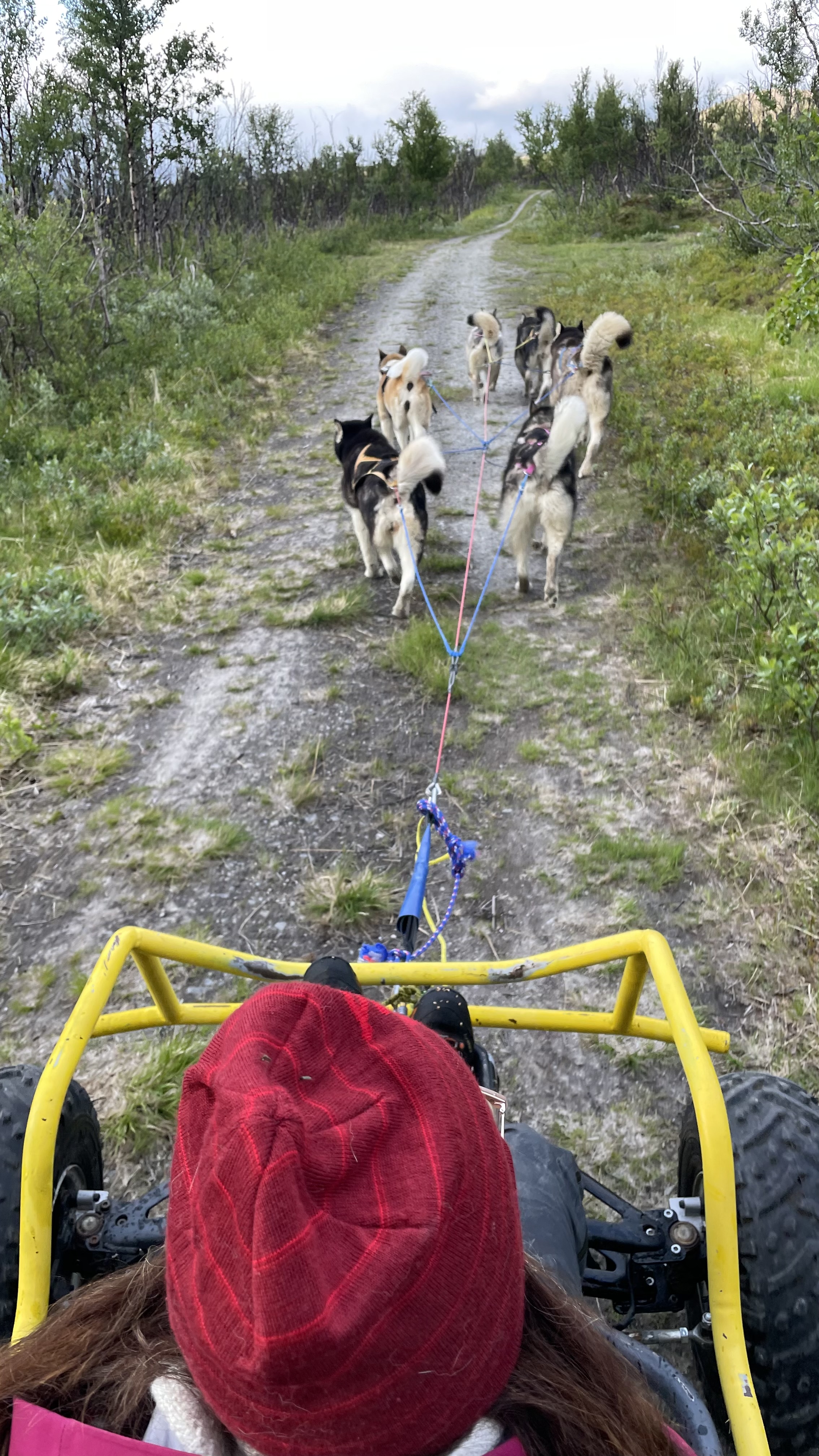 Polarlys Mutte Polarlys Mutte