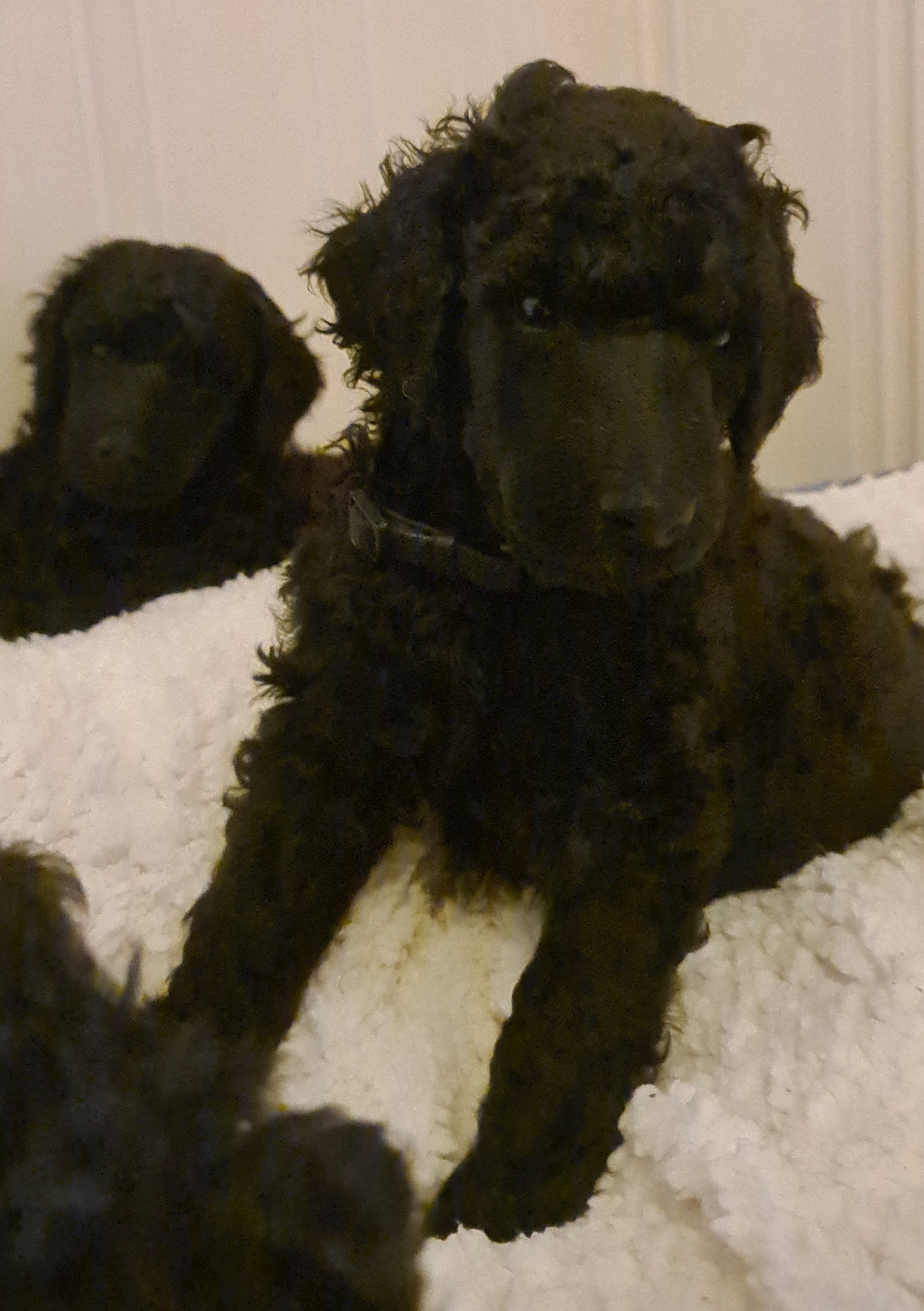 Krø'lella Vi'vil's Kanvas 