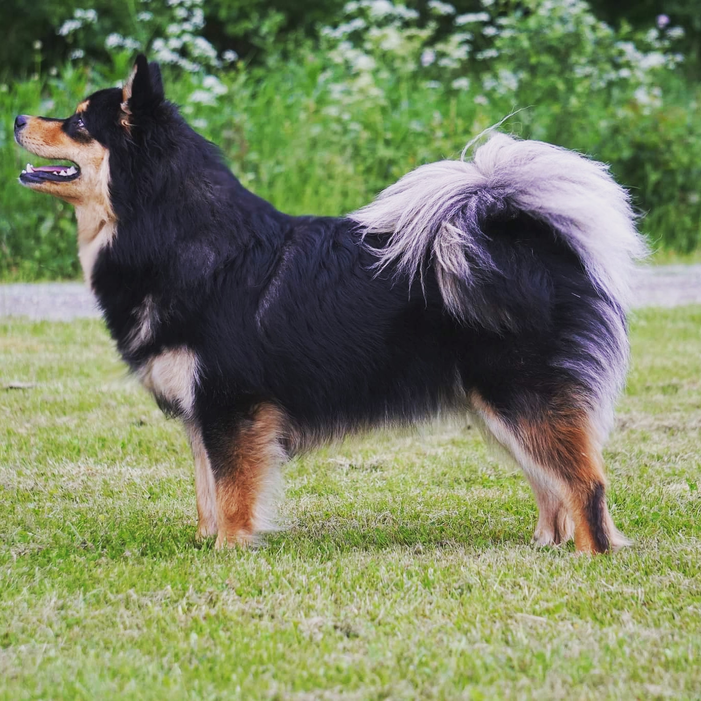 Napakettu Saisimi Napakettu Saisimi