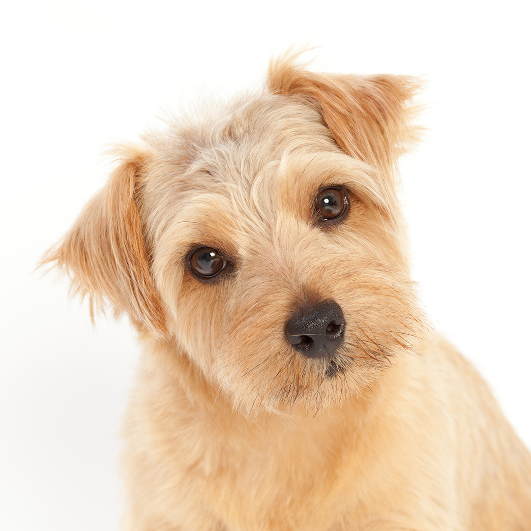 Norfolk terrier