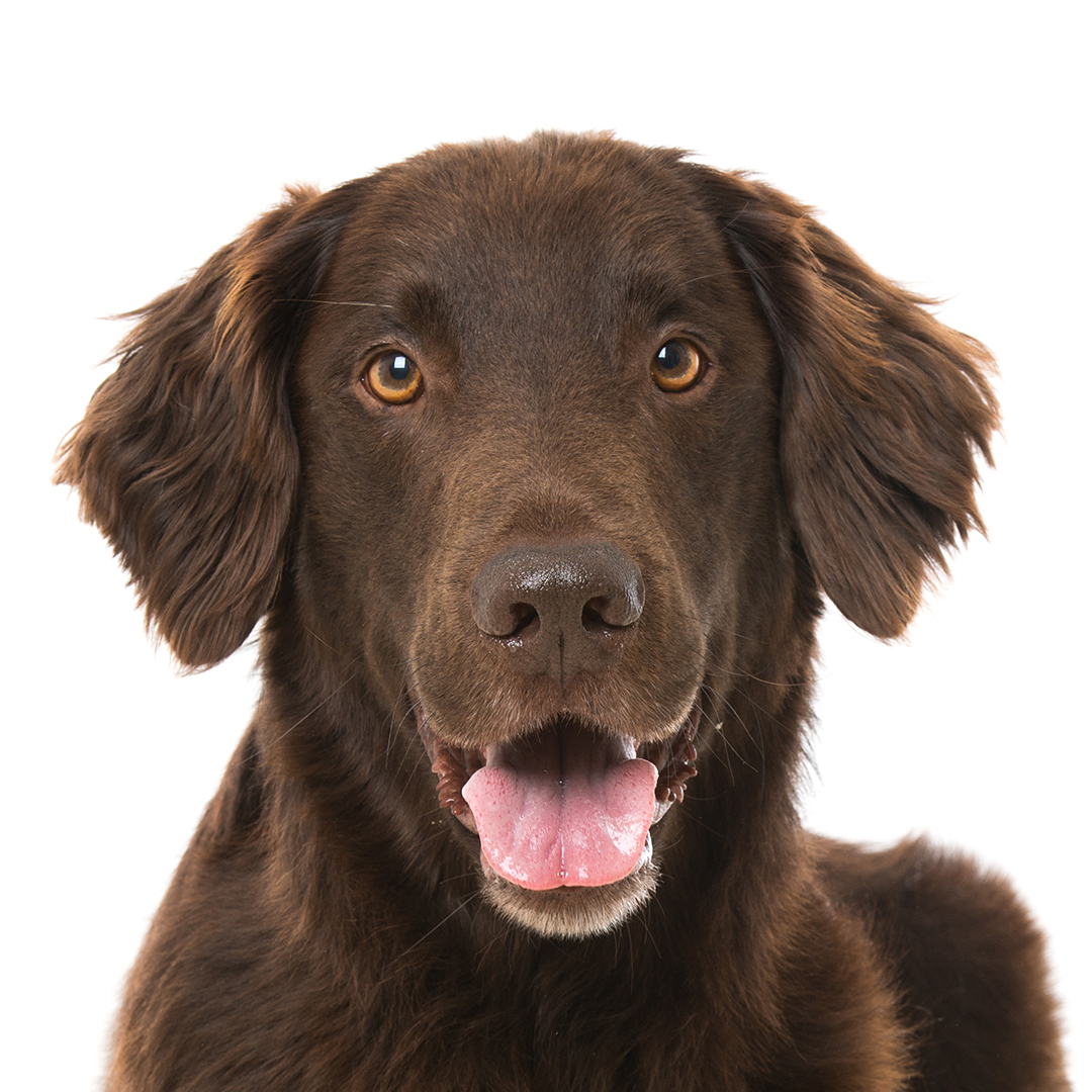 Flat coated retriever Flat coated retriever