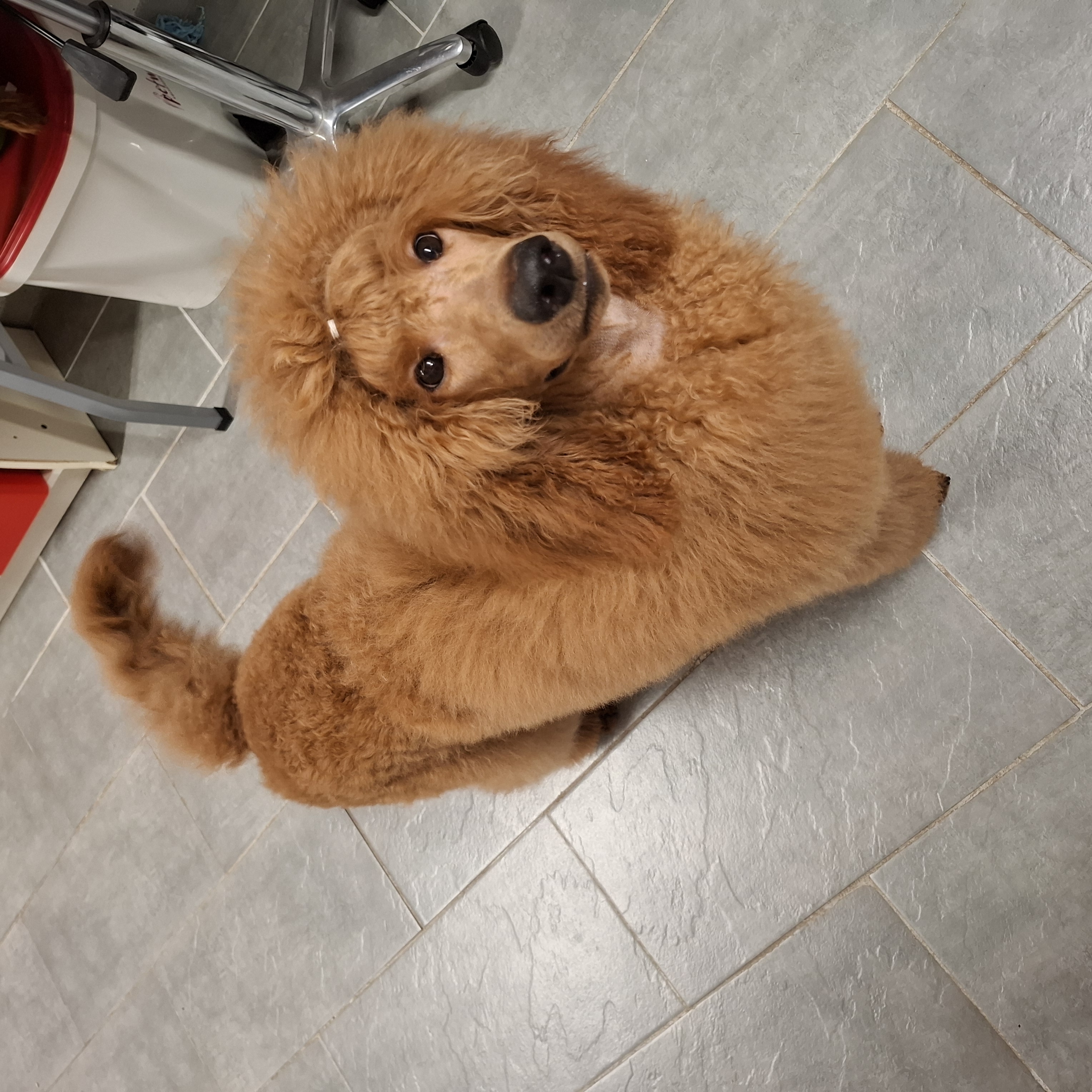 BjørnePias Edelmina BjørnePias Edelmina