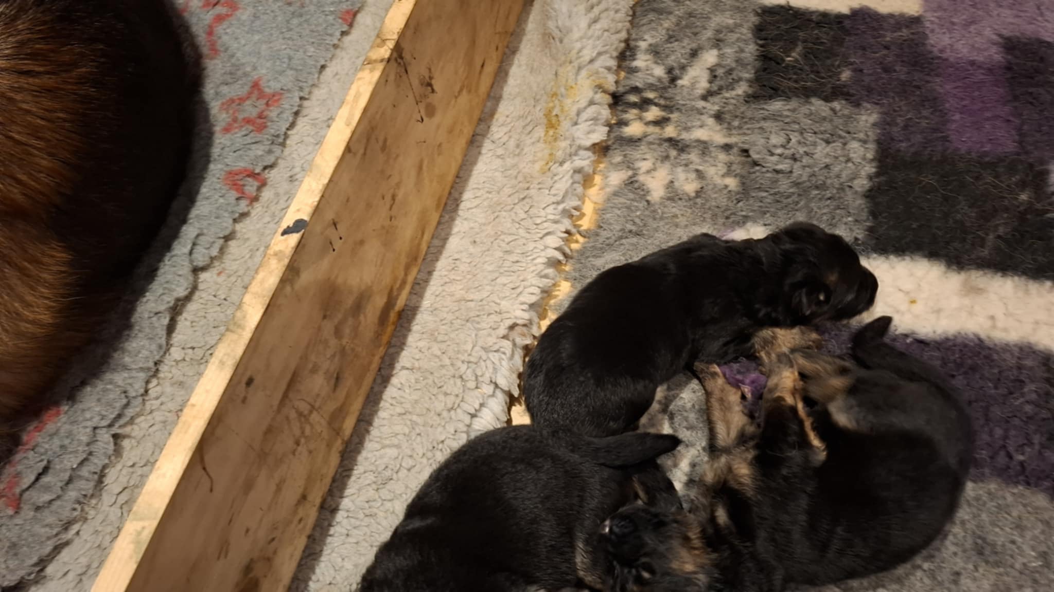 Bukkesti d4 Bukkesti d4