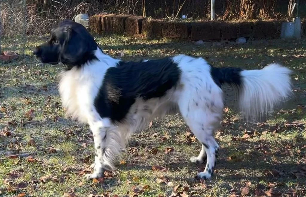 Hazebad Hey Jude «Kamu»