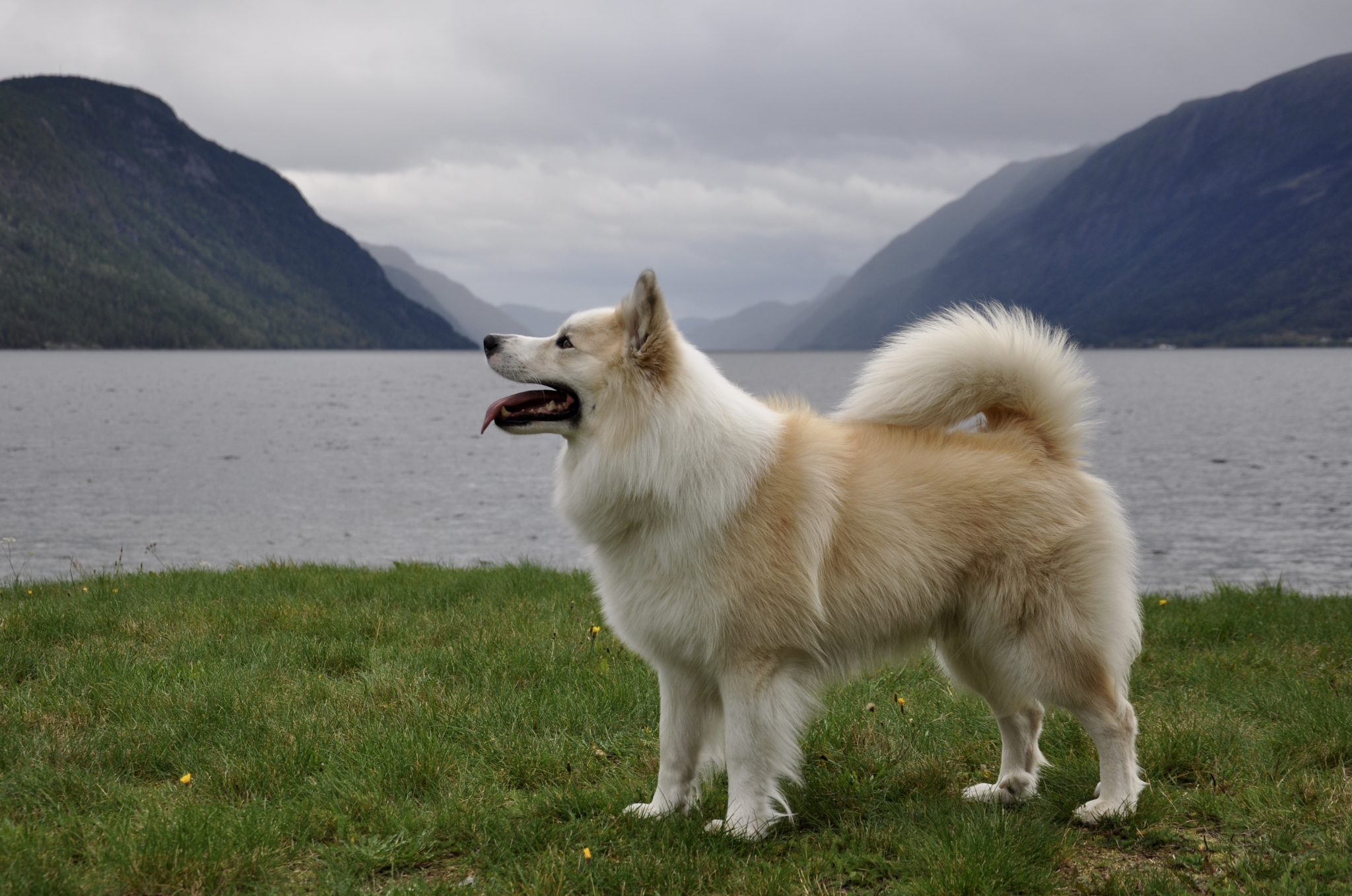 Diljas Baldur Silfurgeisli Diljas Baldur Silfurgeisli