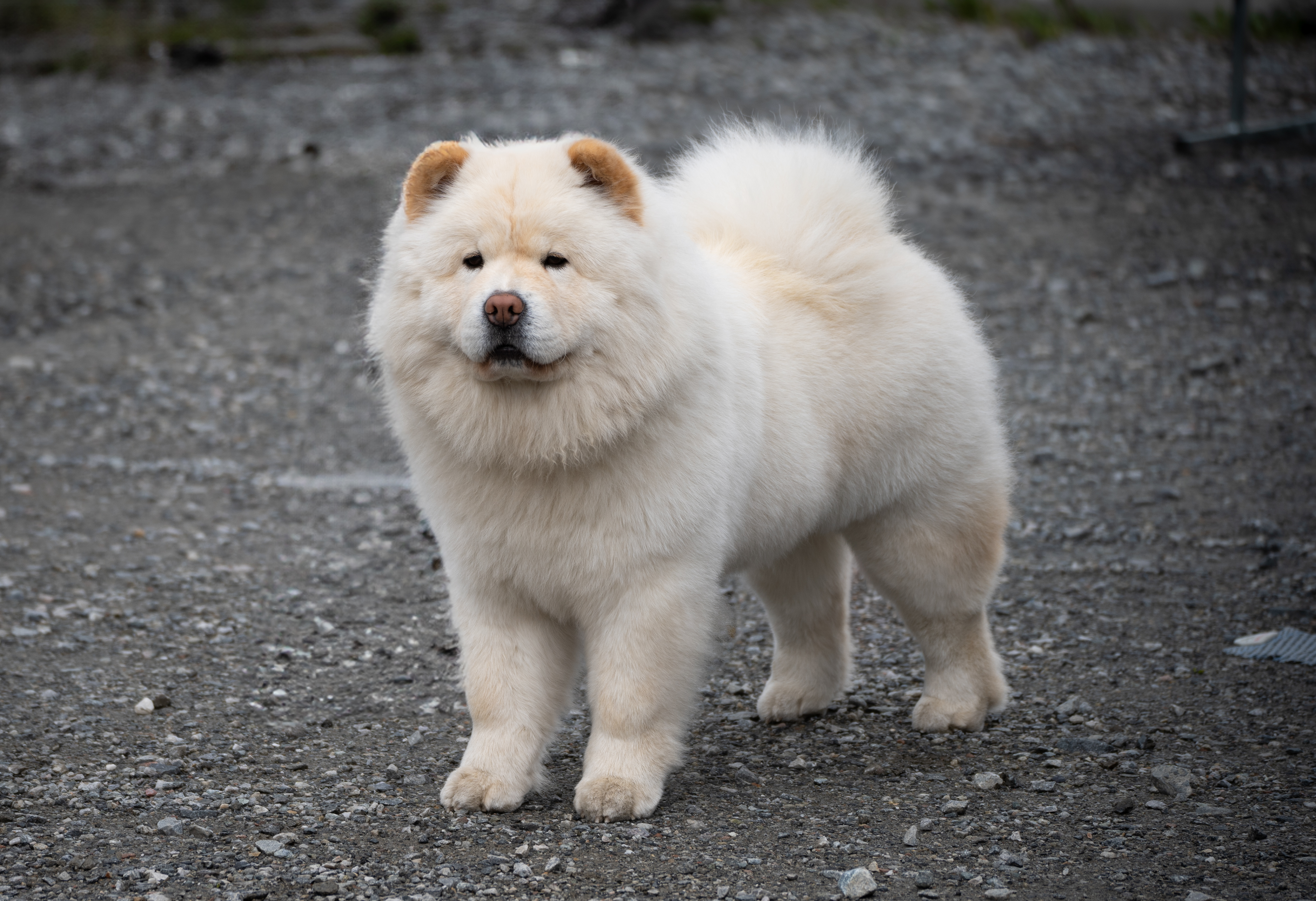 Vendella dream Vendella dream