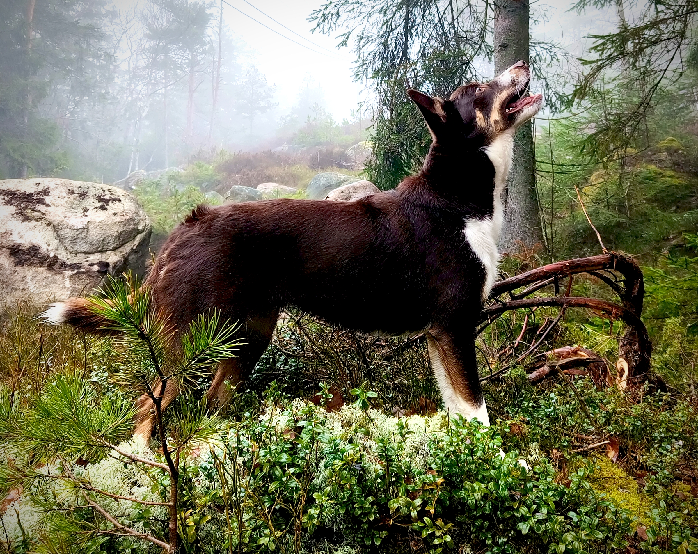 Meadowfield Billie "Bella" Meadowfield Billie "Bella"