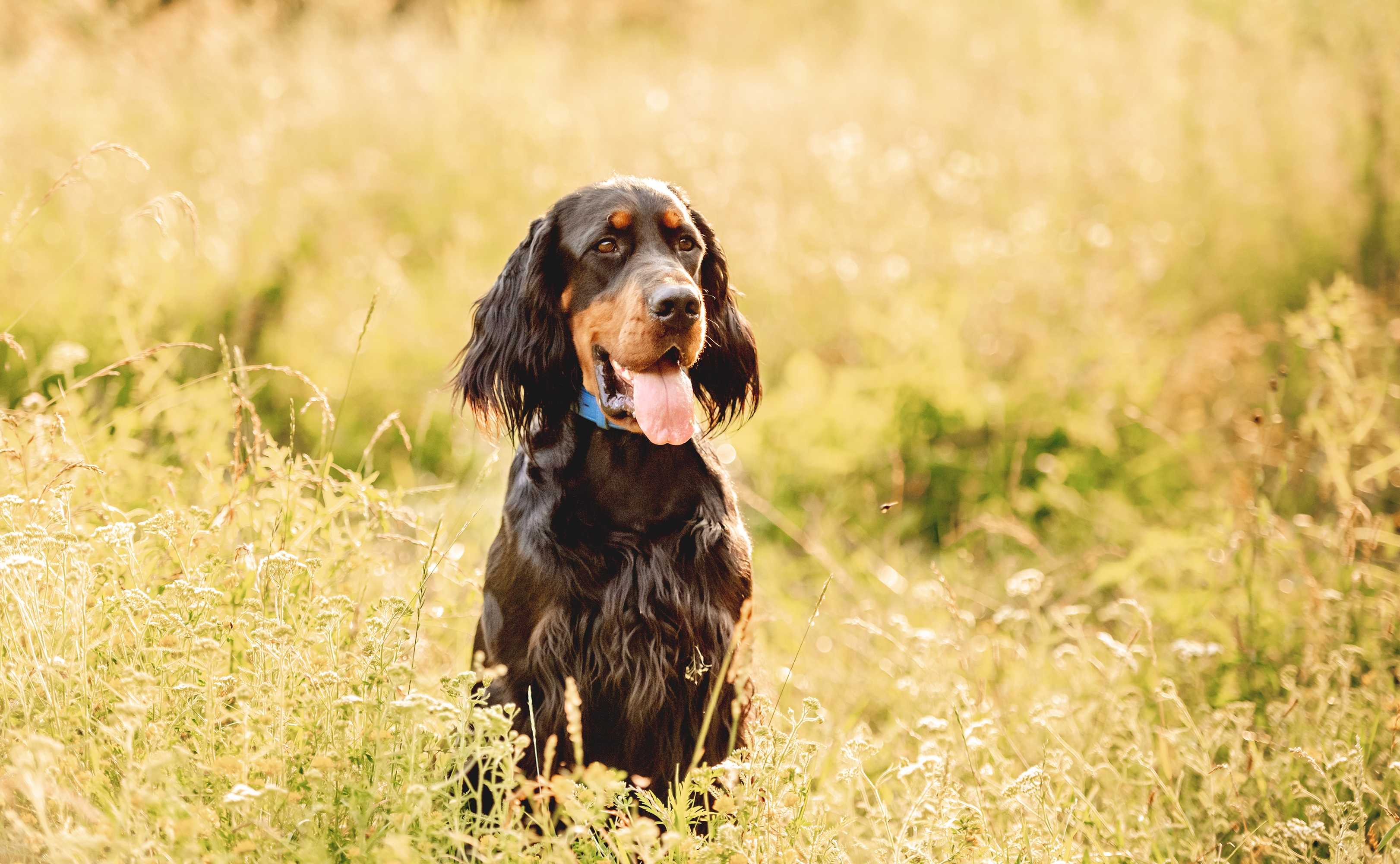 Gordon setter
