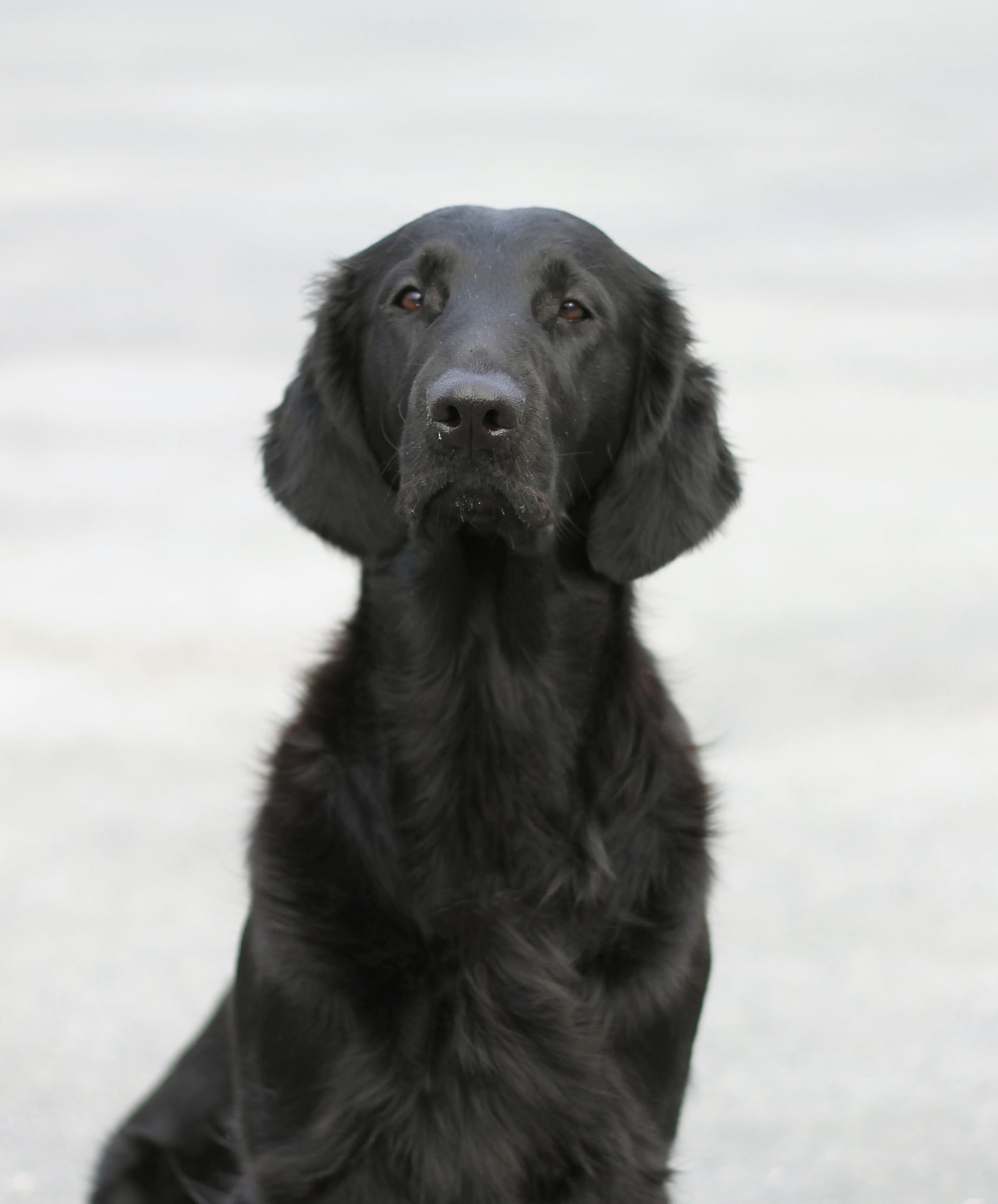 Team Prærien’s Kiss From A Rose