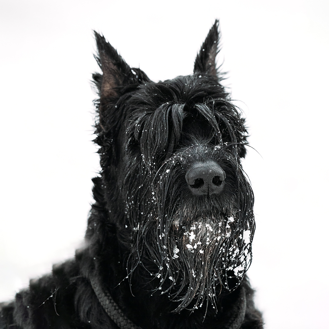 Riesenschnauzer sort Riesenschnauzer sort