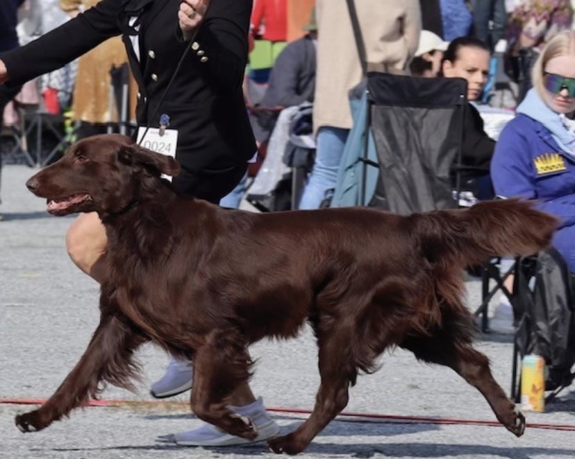 Hempth's Peregrin Tók Hempth's Peregrin Tók