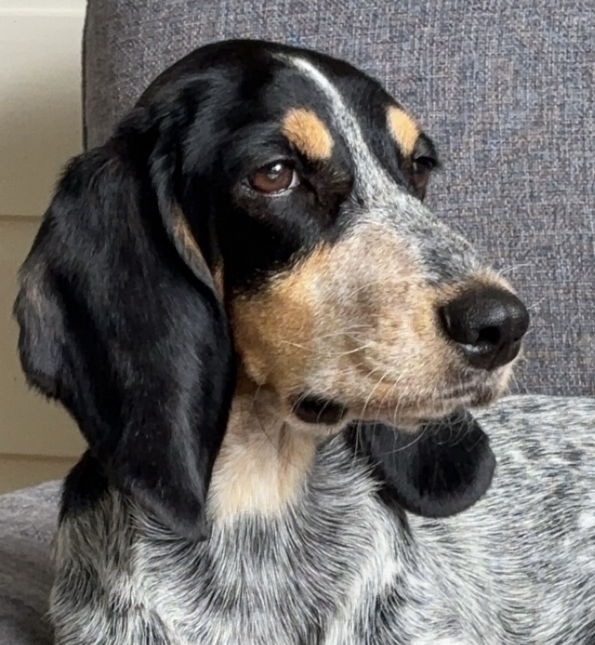 Chestnut Bleu Galatee (Freia) Chestnut Bleu Galatee (Freia)