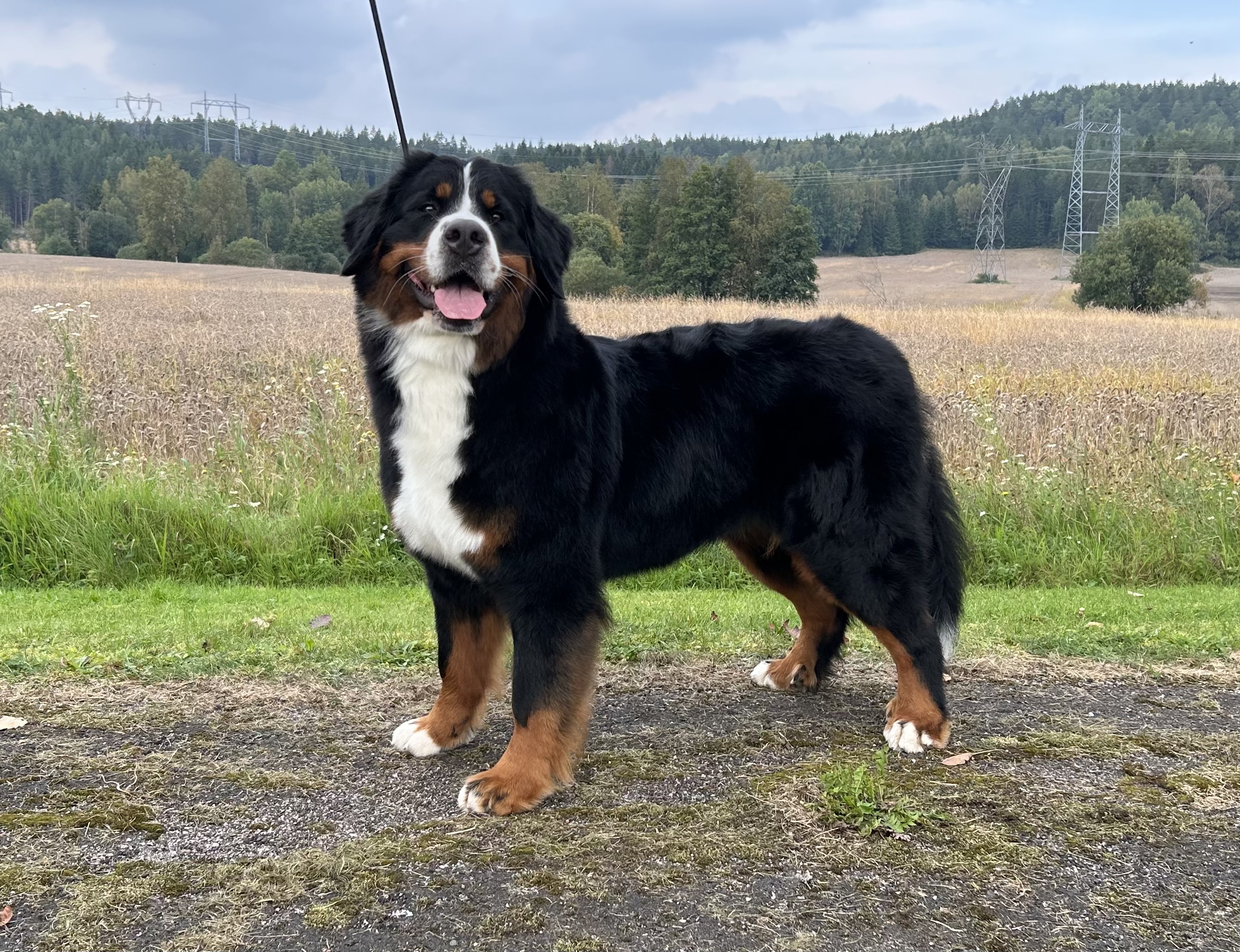 Hubba Bubba’s Yum Dee Yum Yum Yoshi Hubba Bubba’s Yum Dee Yum Yum Yoshi