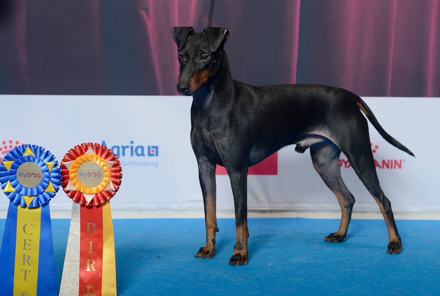 Ipancho Tsarping z Vejřího Hnízda