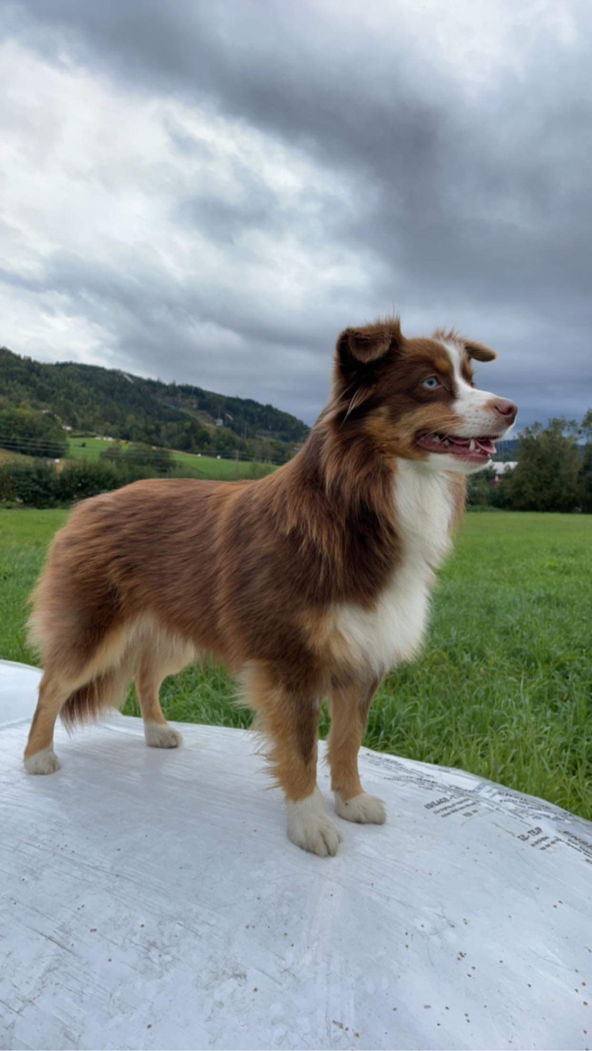 Euphoria from Trilars Paws Euphoria from Trilars Paws