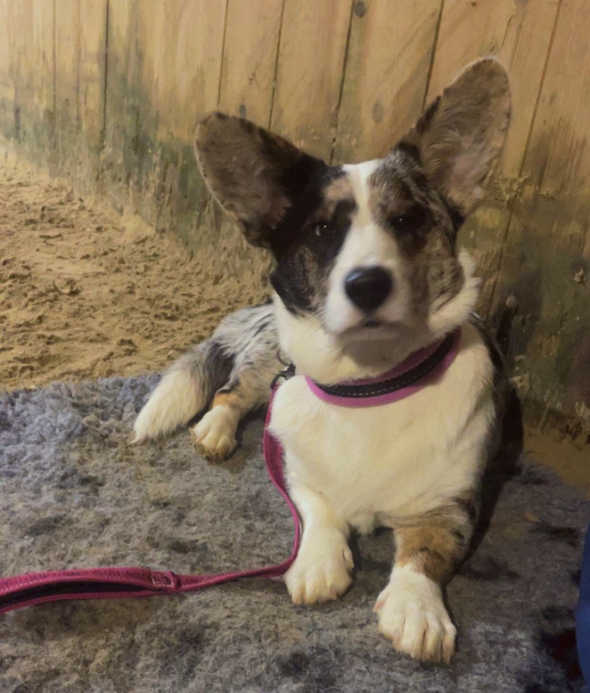 Duomatix Jiggly Wiggly Duomatix Jiggly Wiggly