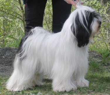 Rogell's Brag-Srin-Mo Rogell's Brag-Srin-Mo