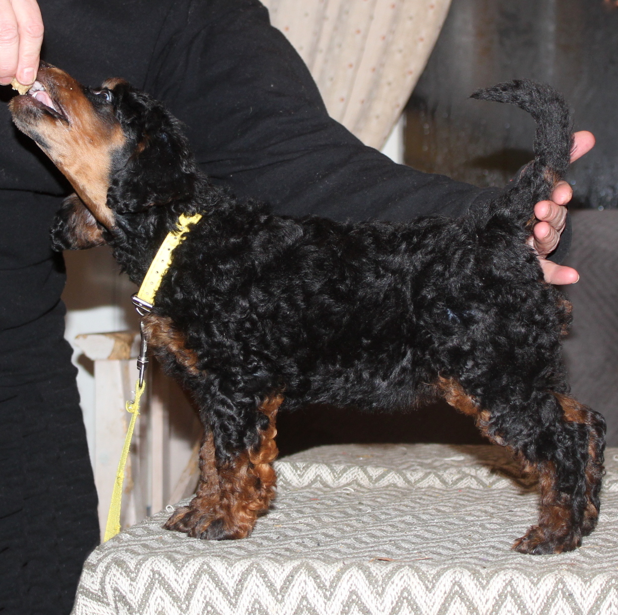 A........ DREAM IN COLOURS (gult halsbånd)