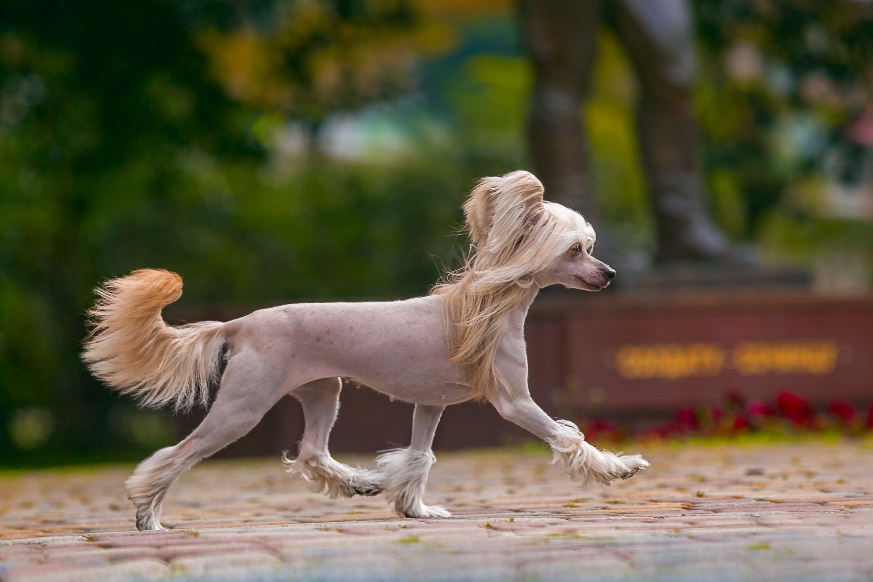 Chinese crested Chinese crested