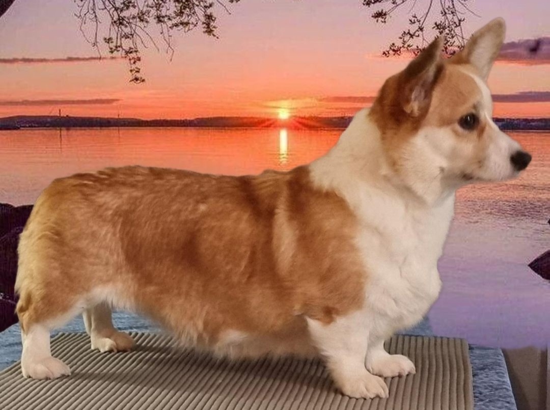 N.U.Ch Welincha's Gatsby Girl N.U.Ch Welincha's Gatsby Girl