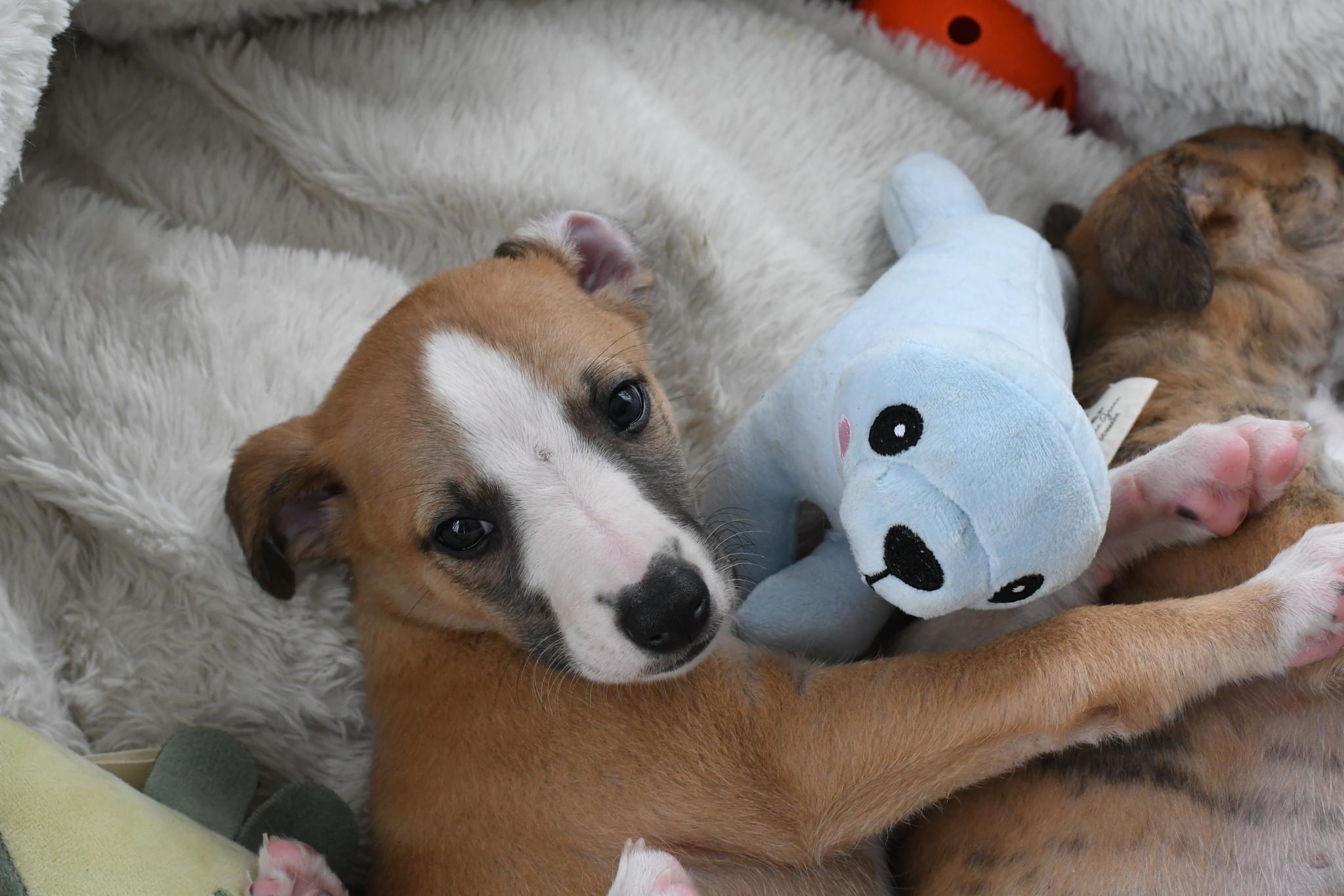 Jealous Turtle Jealous Turtle