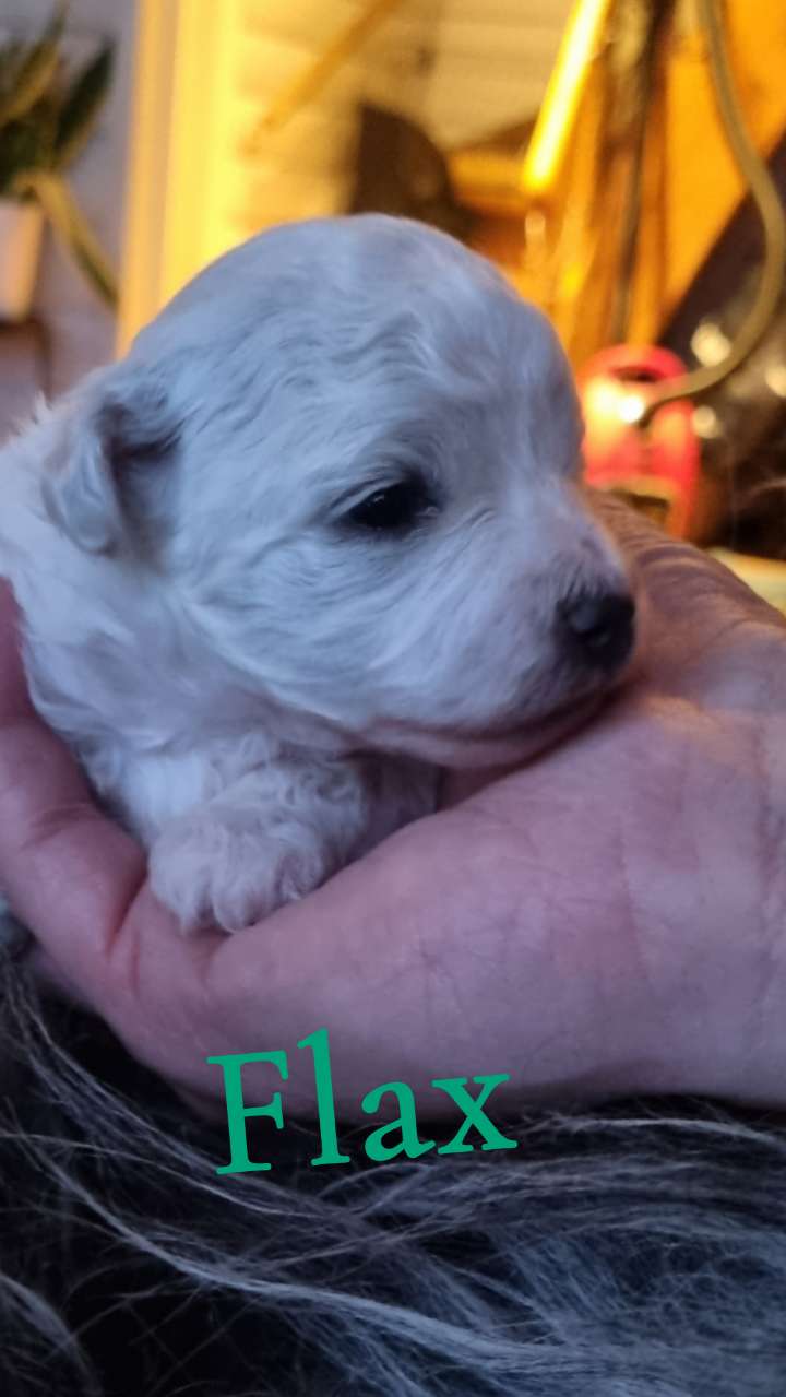 Karoxia Firecracker "Flax"