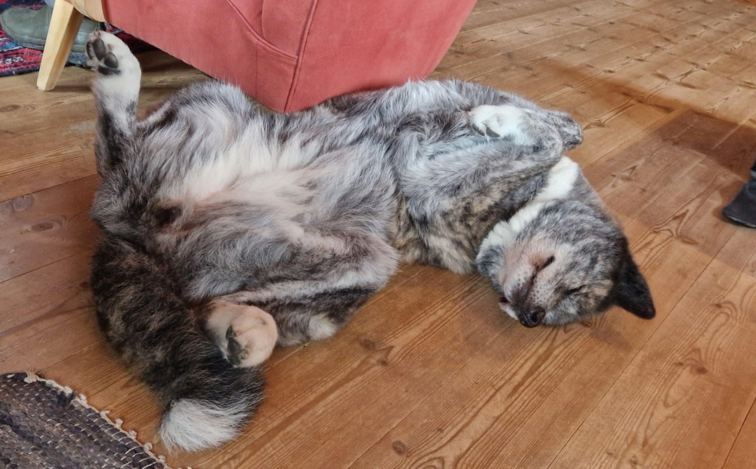 Dynamic image Dynamic image