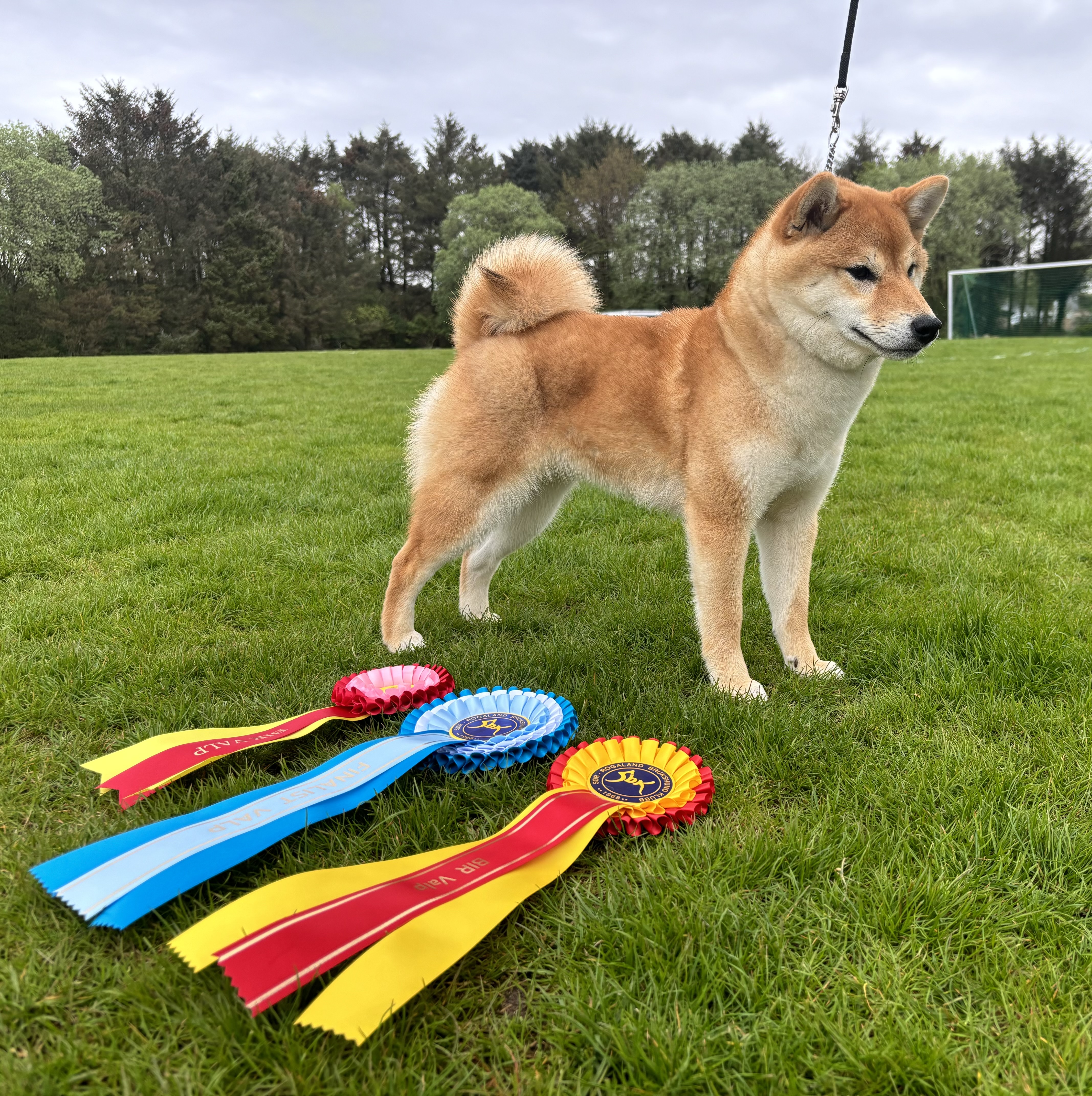 Ølenskjold’s Minerva Ølenskjold’s Minerva