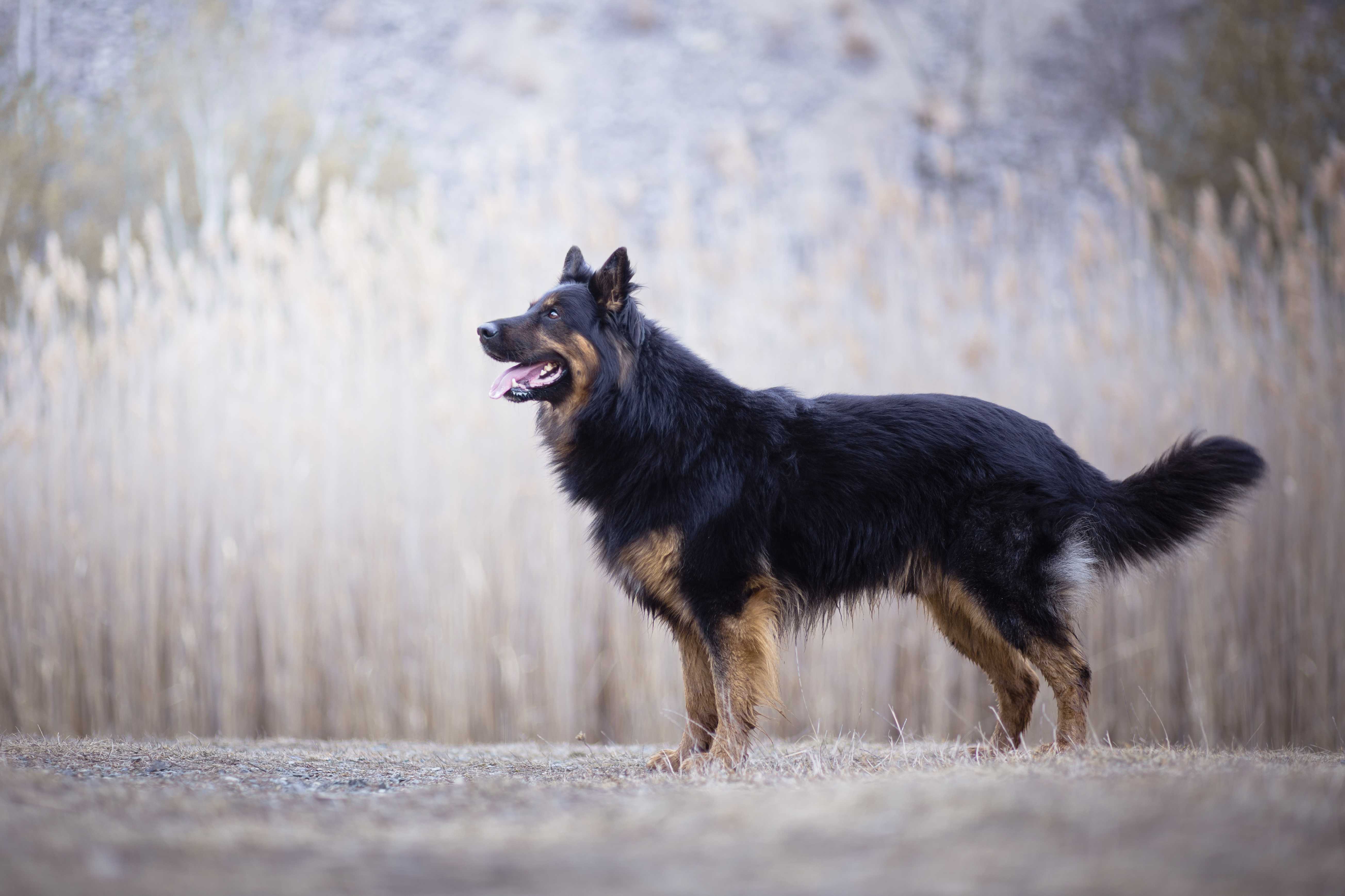 Chodsky pes Chodsky pes