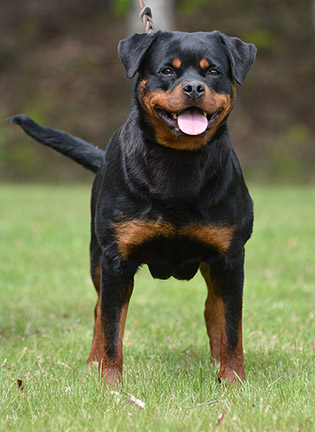 Wicked Game Afentra Wicked Game Afentra