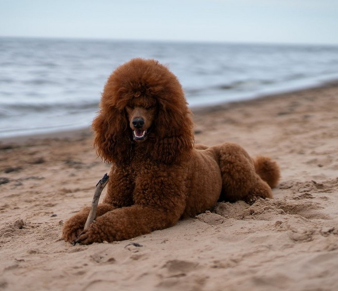 ROCCO Krapstukas Nemuno Vingis