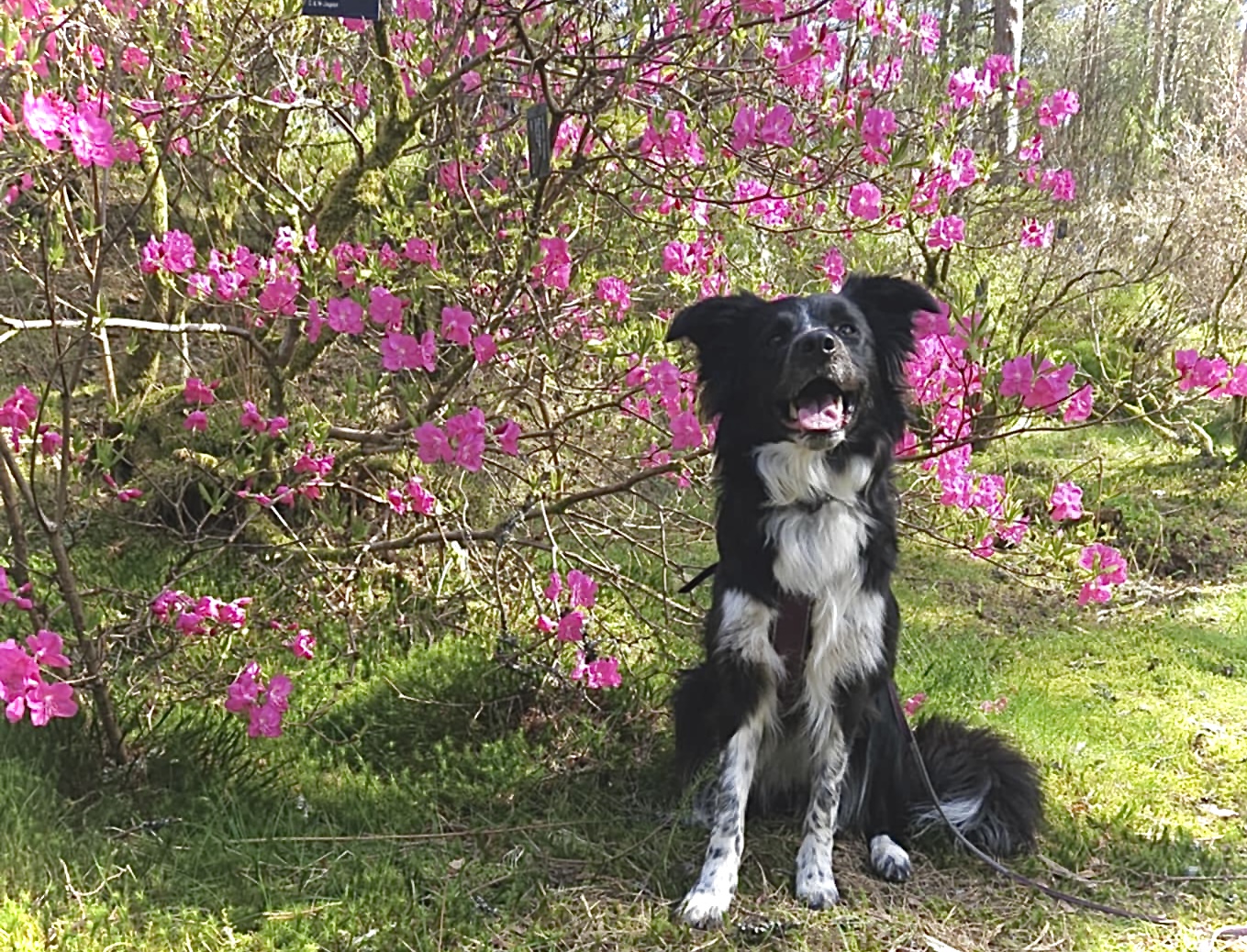 Rettvest Styrkeprøven - Myggen