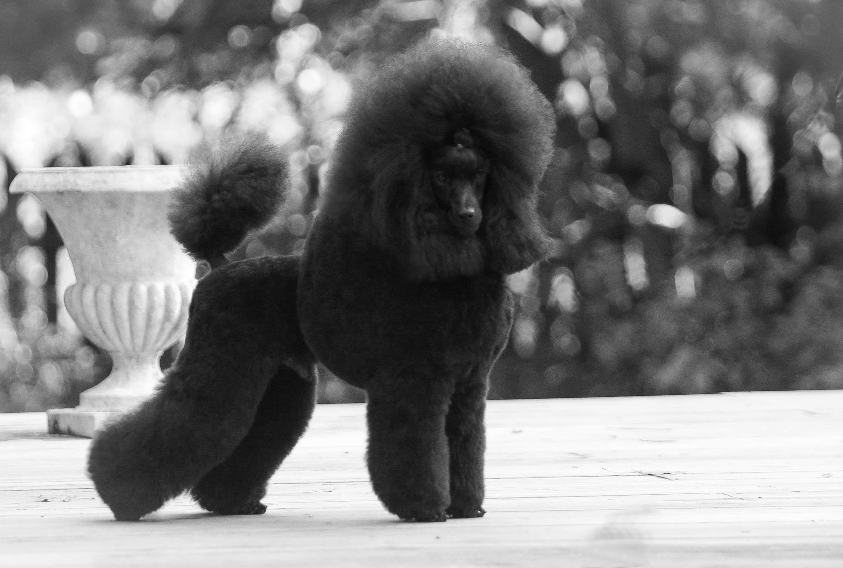 SE DK N FI uch NordJV/NordV -18 Black Mail’s Gold Digger SE DK N FI uch NordJV/NordV -18 Black Mail’s Gold Digger