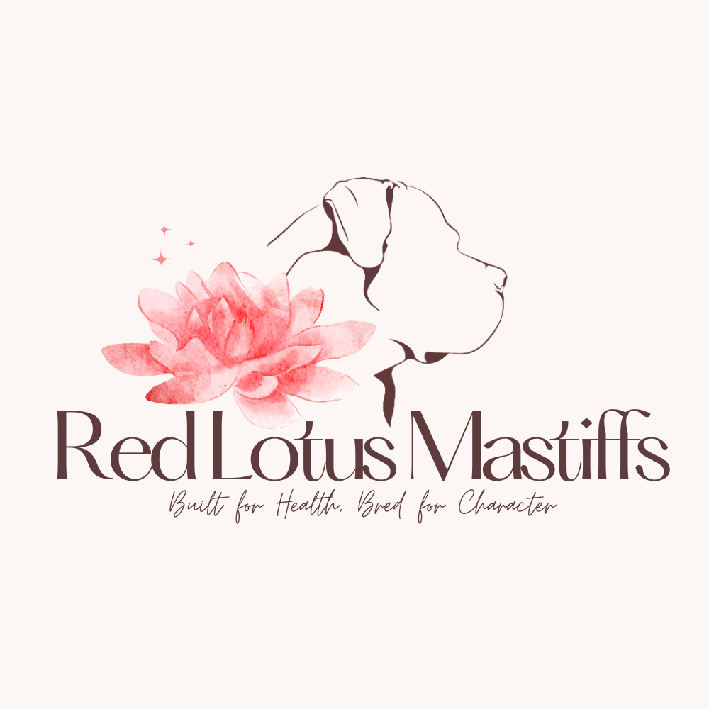 Red Lotus Mastiffs
