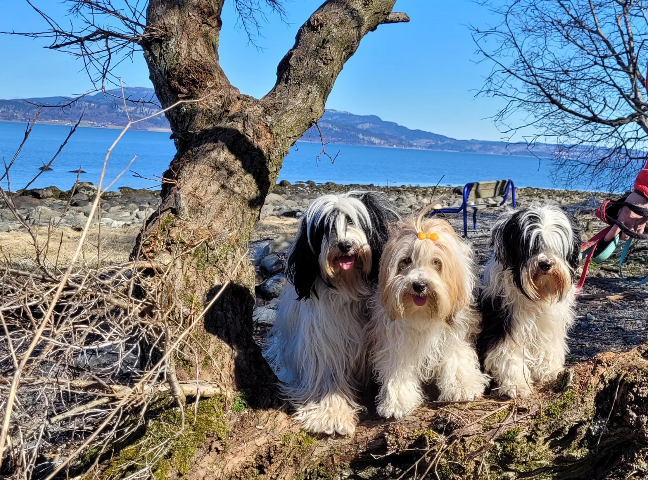 Rogell Kennel Rogell Kennel