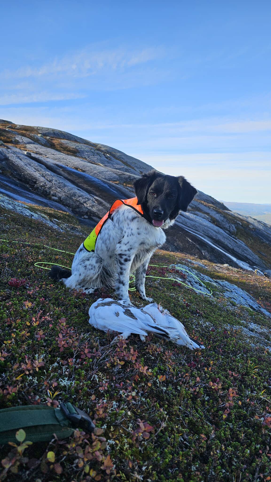 Mirozzie's Stick To Your Guns