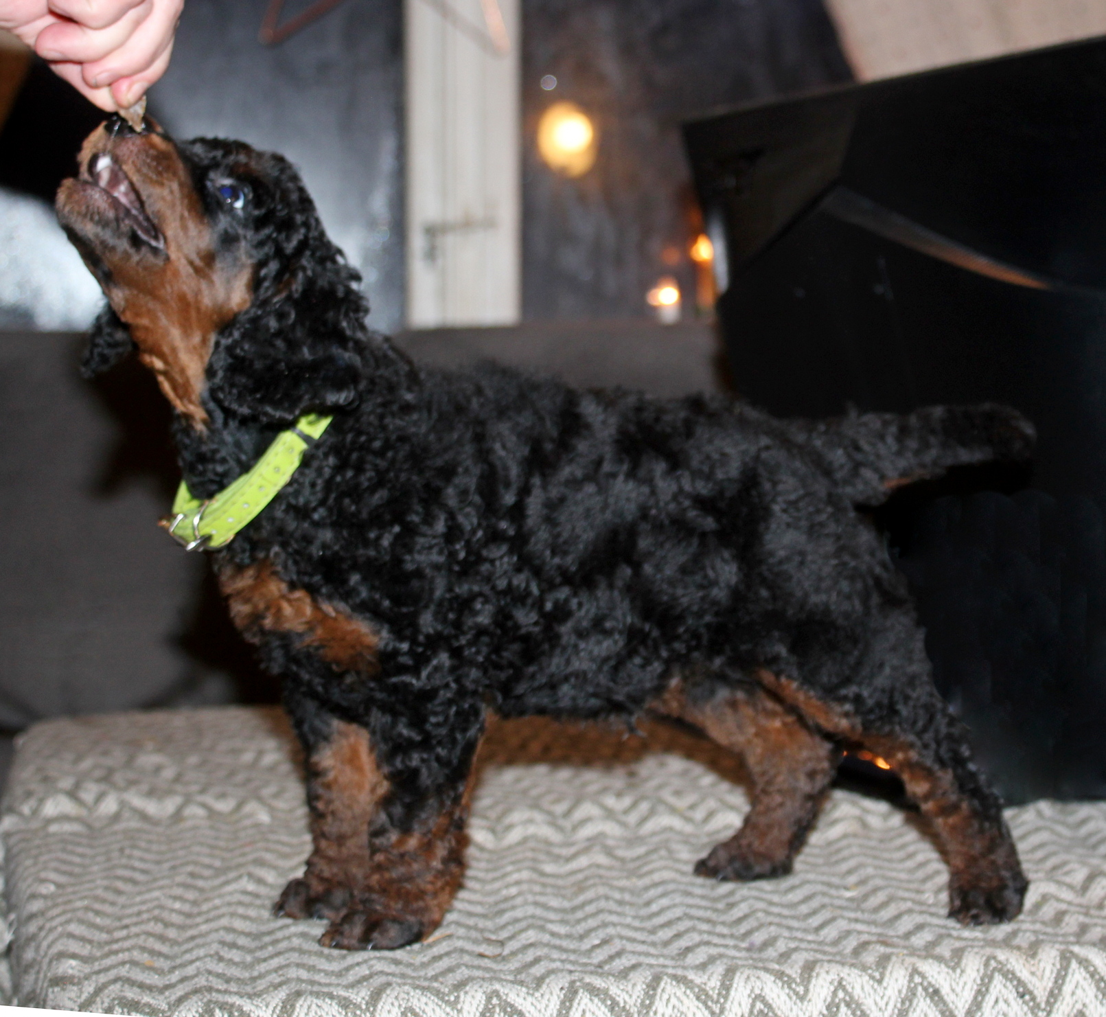 A........ DREAM IN COLOURS (grønt halsbånd)