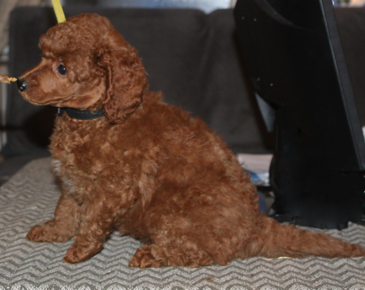 A........ DREAM IN COLOURS (svart halsbånd)