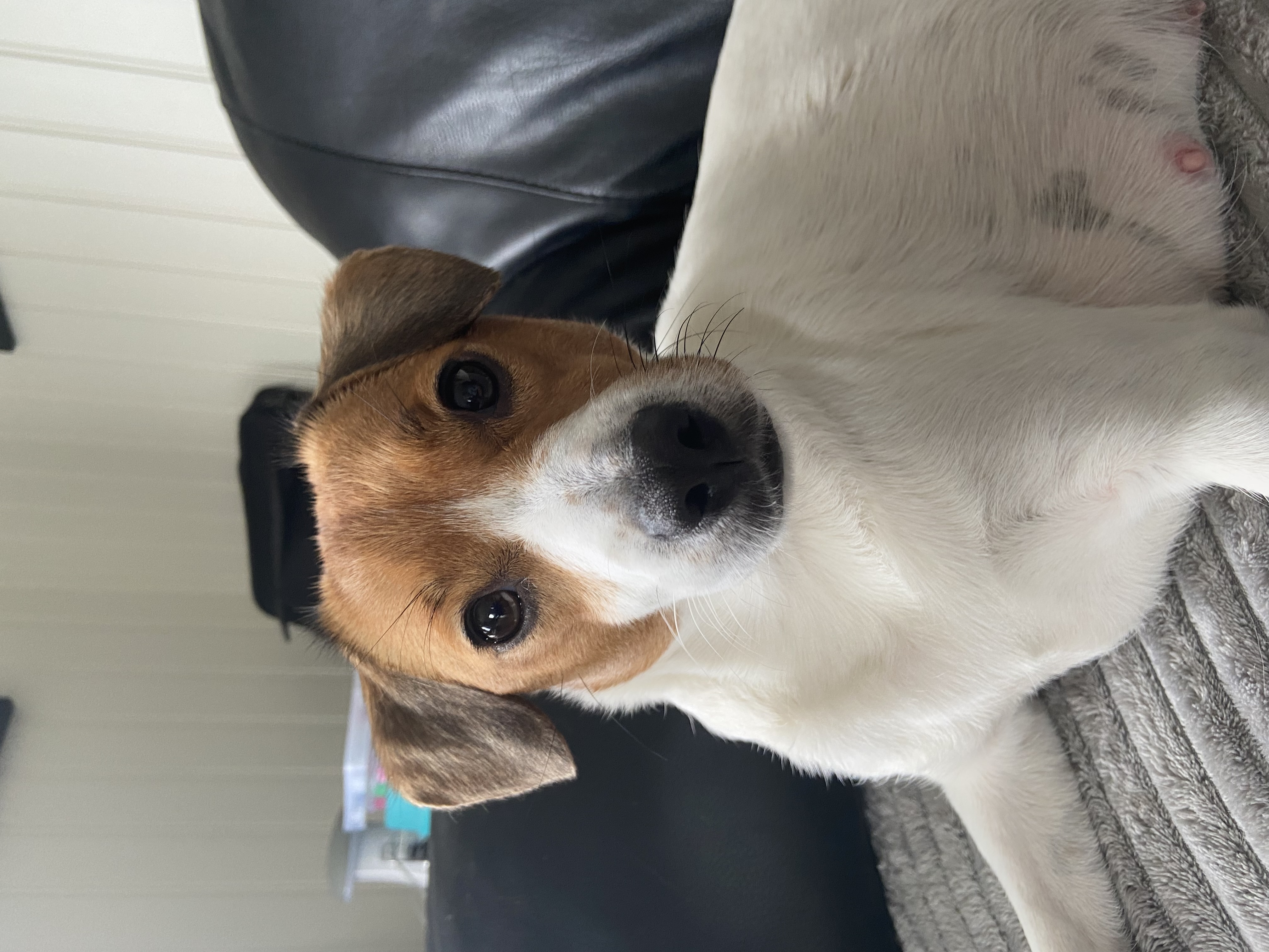 Lunnerbos Chiba den pene Lunnerbos Chiba den pene