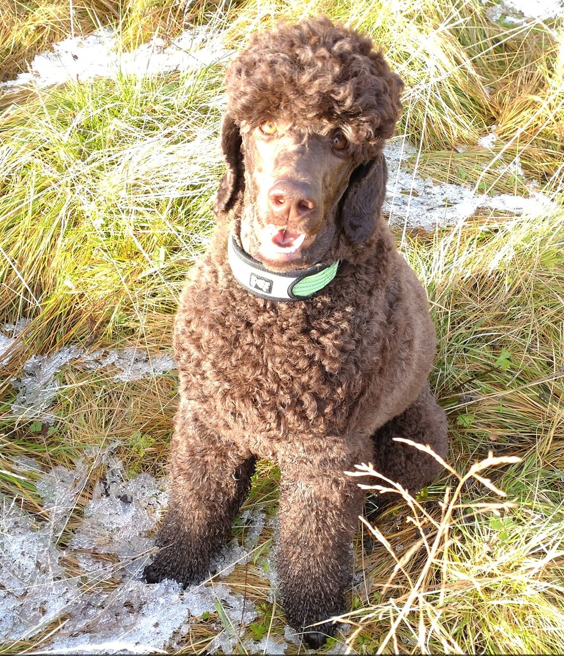 Trollplassens Ønske Trollplassens Ønske