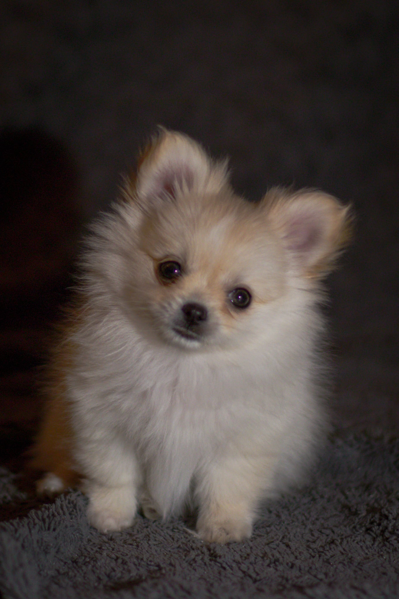 Valp 3 Mica von Mainy Valp 3 Mica von Mainy