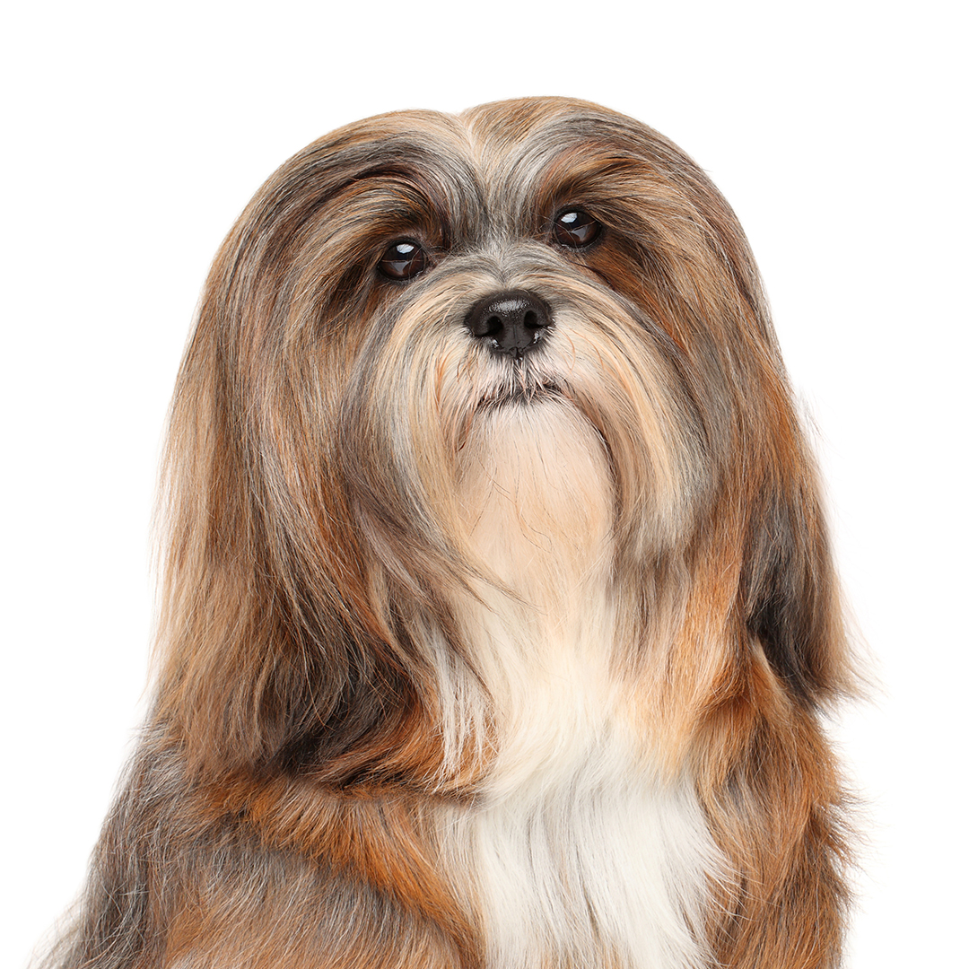 Lhasa apso Lhasa apso