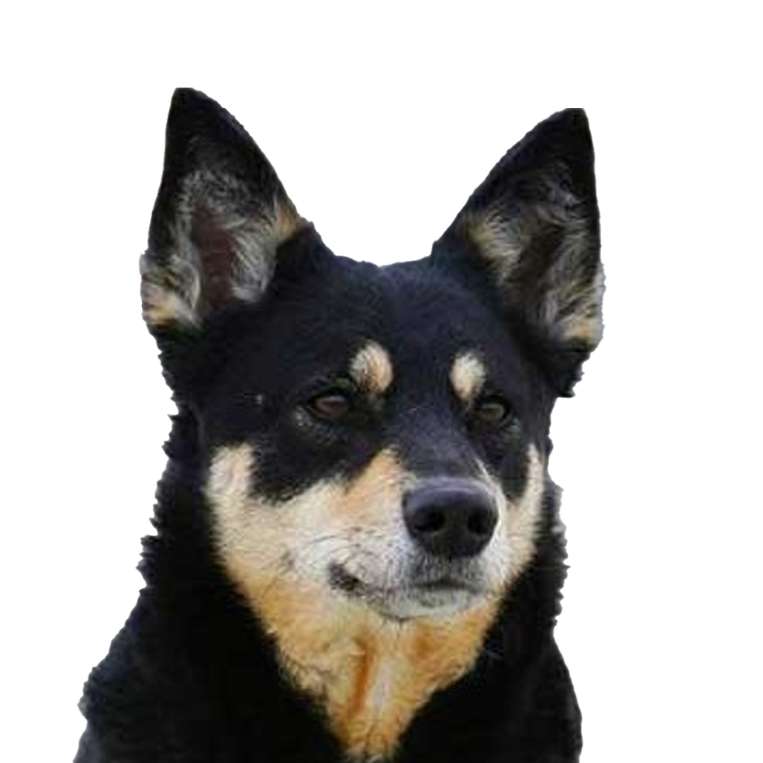 Lapsk vallhund Lapsk vallhund