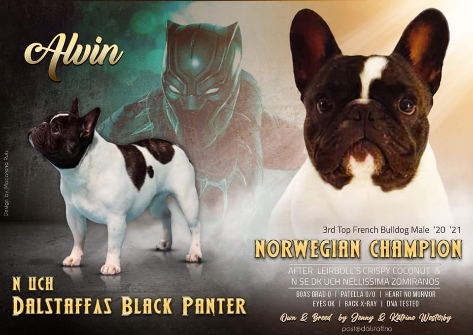 Dalstaff's Black Panther Dalstaff's Black Panther