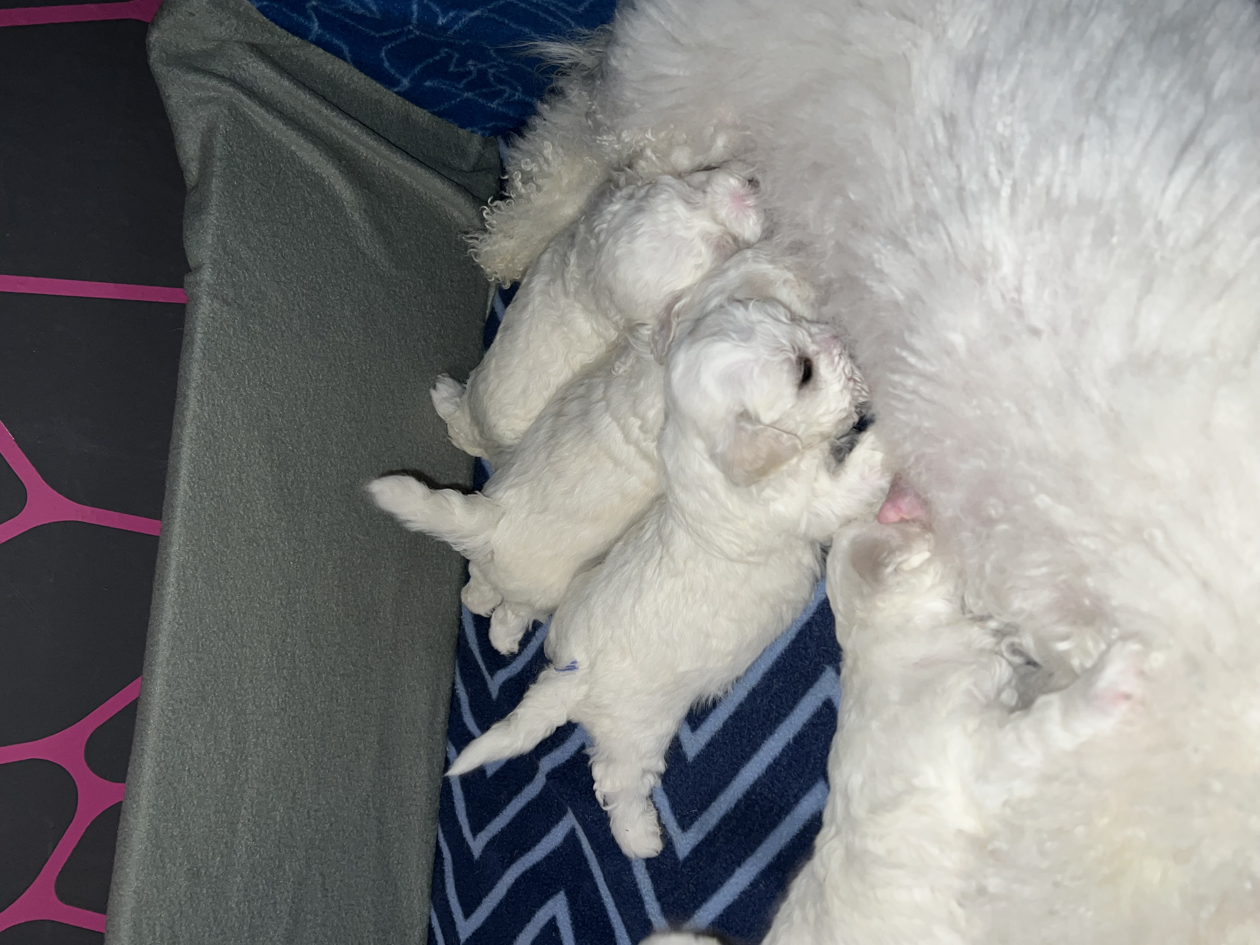 Ulla og Bill’s Valper