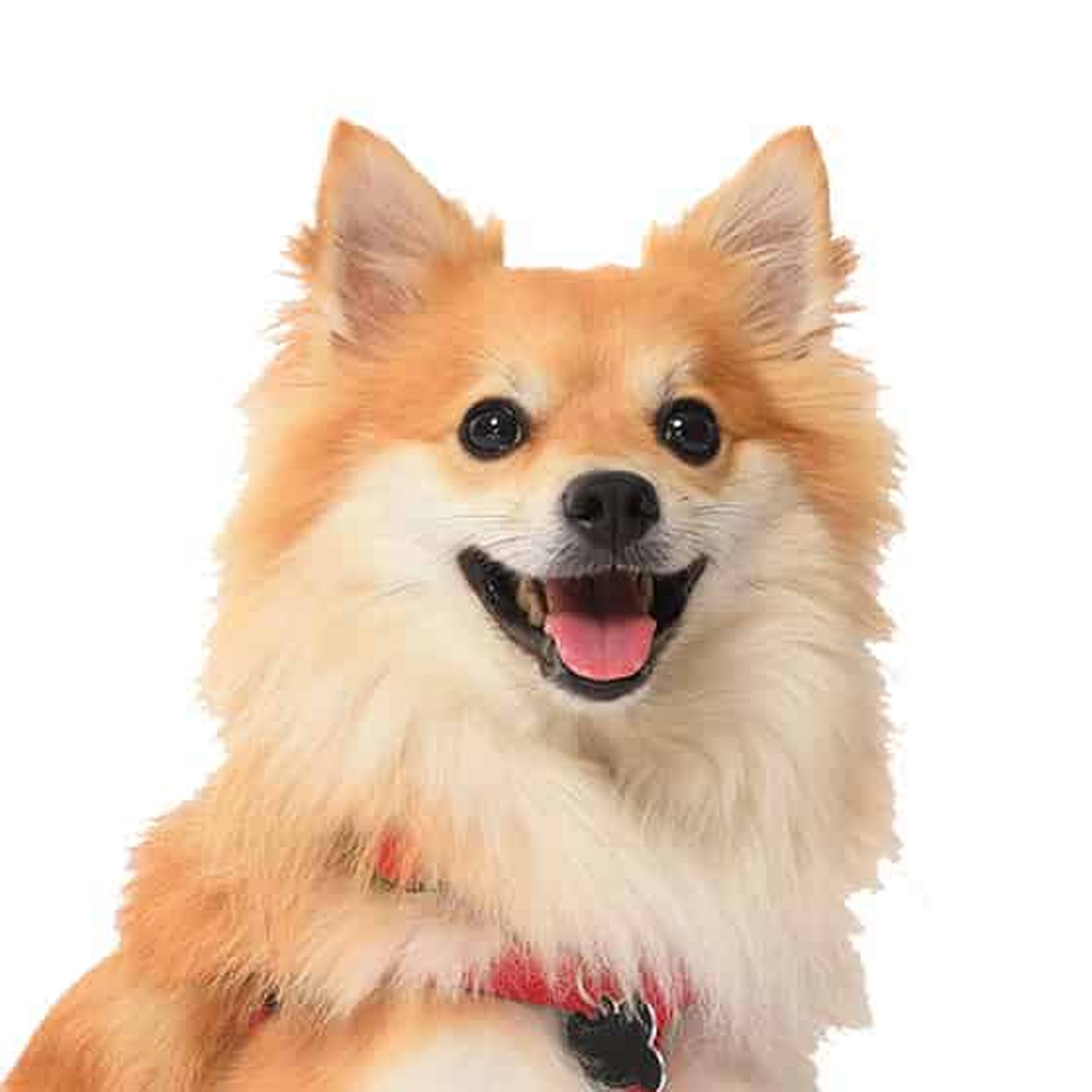 Volpino Italiano Volpino Italiano