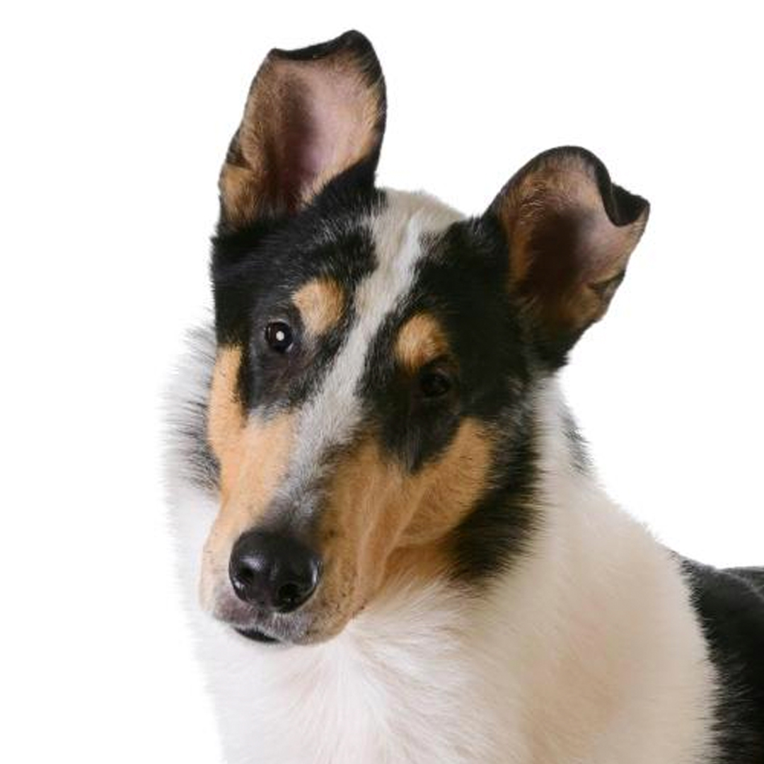 Collie korthåret Collie korthåret