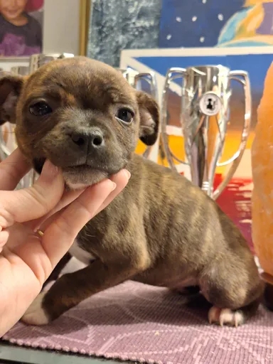 Shining Beauty Ginni